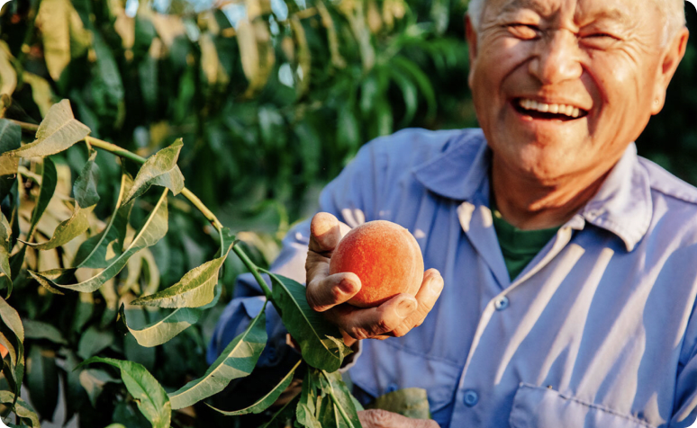 Elderly male farmer holding a peach which has just been hand picked.